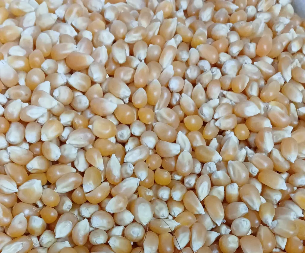 popcorn maize seed
